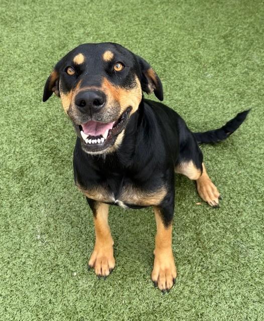 Bonnie, a Adoptable mixed breed in Fayetteville, AR image 1/3