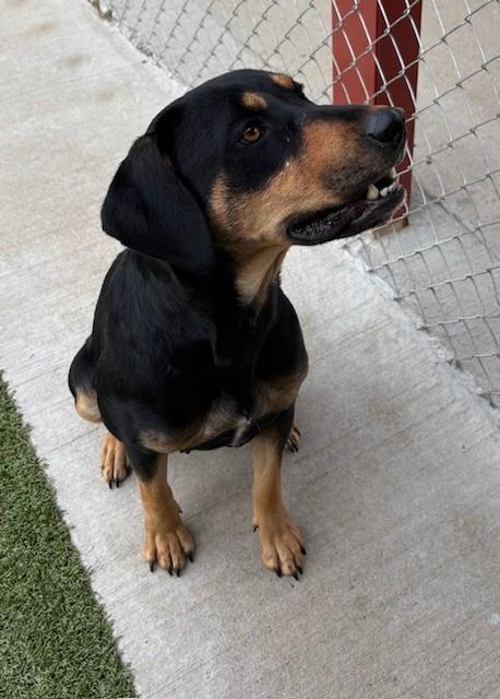 Bonnie, a Adoptable mixed breed in Fayetteville, AR image 2/3