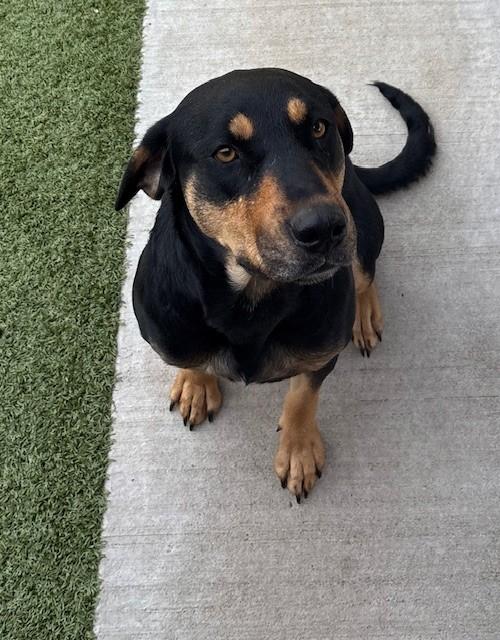 Bonnie, a Adoptable mixed breed in Fayetteville, AR image 3/3