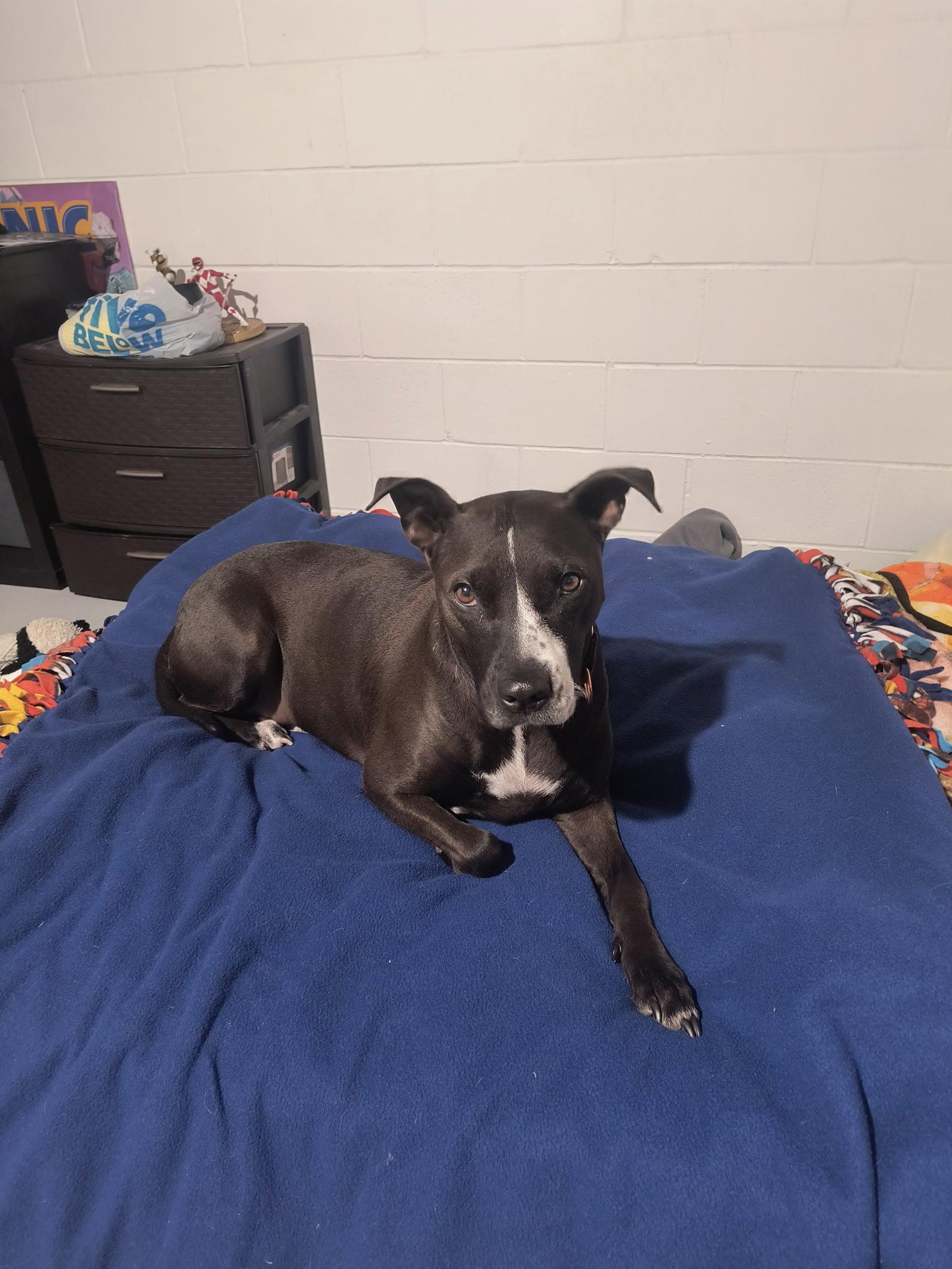 Piper (Courtesy Listing), Adoptable, Young Female Staffordshire Bull Terrier.