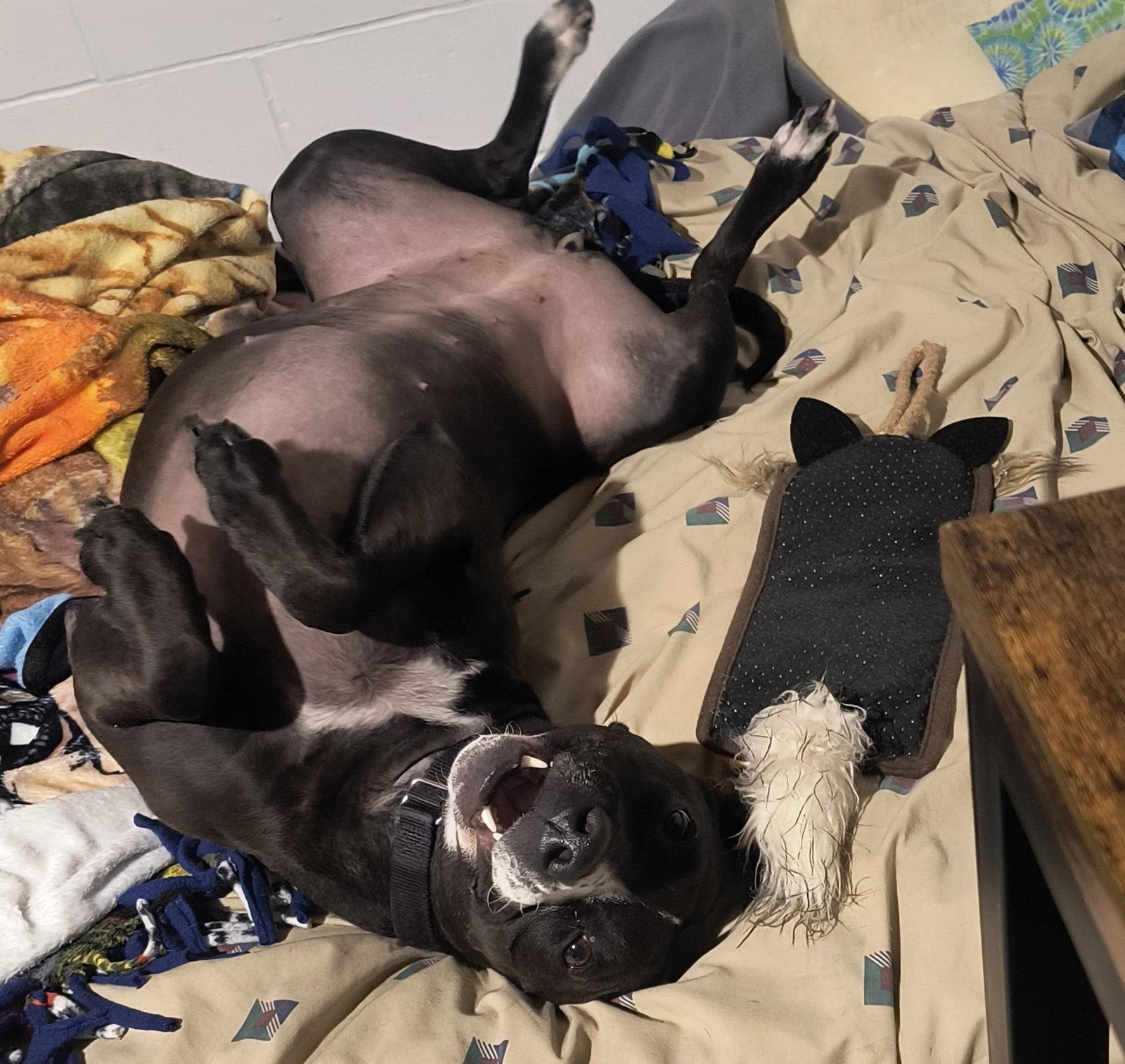 Enlarge Piper (Courtesy Listing), a Adoptable Staffordshire Bull Terrier in Williamsburg, IA image 2/3