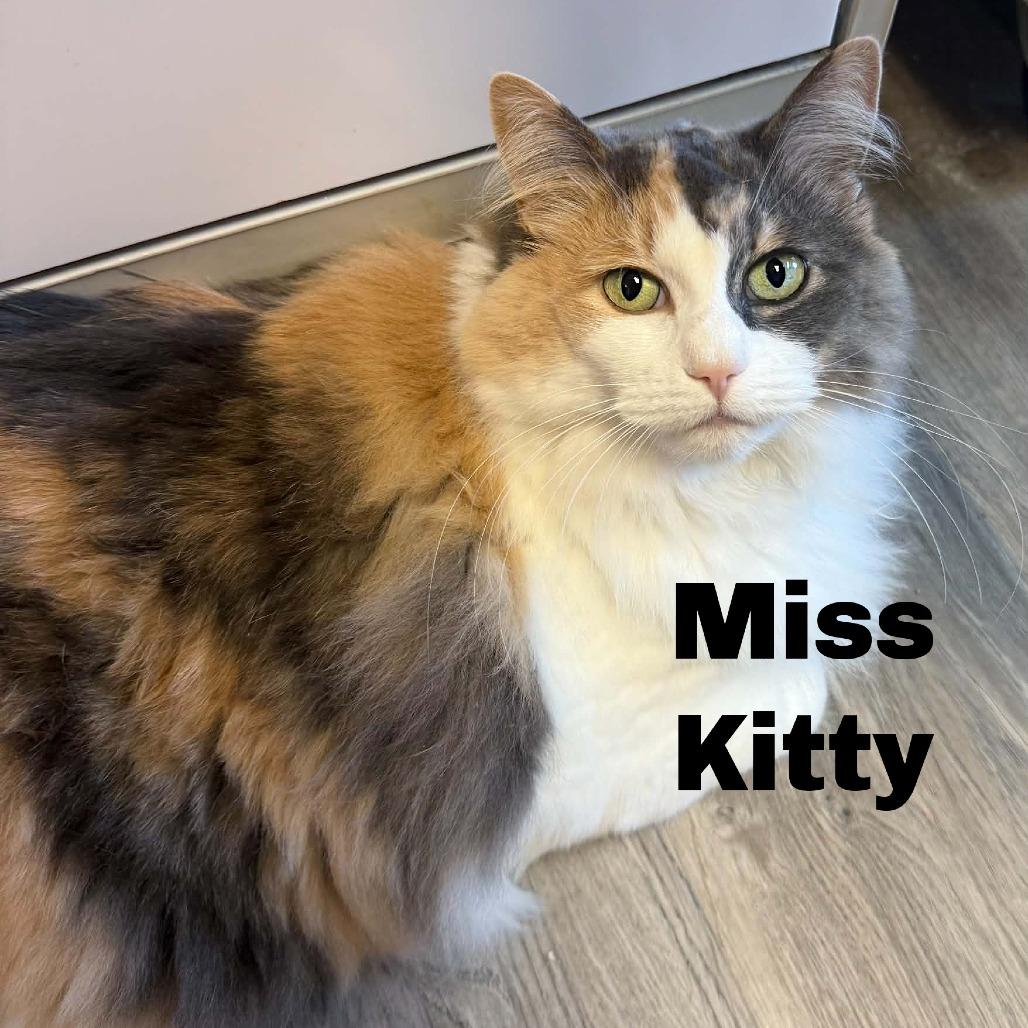 Miss Kitty 260796, Adoptable, Adult Female Domestic Long Hair.