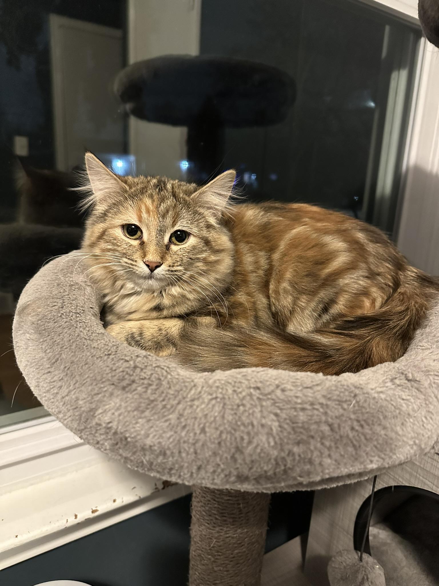 Enlarge Oakley, a Adoptable Domestic Long Hair in Sterling Heights, MI image 1/1