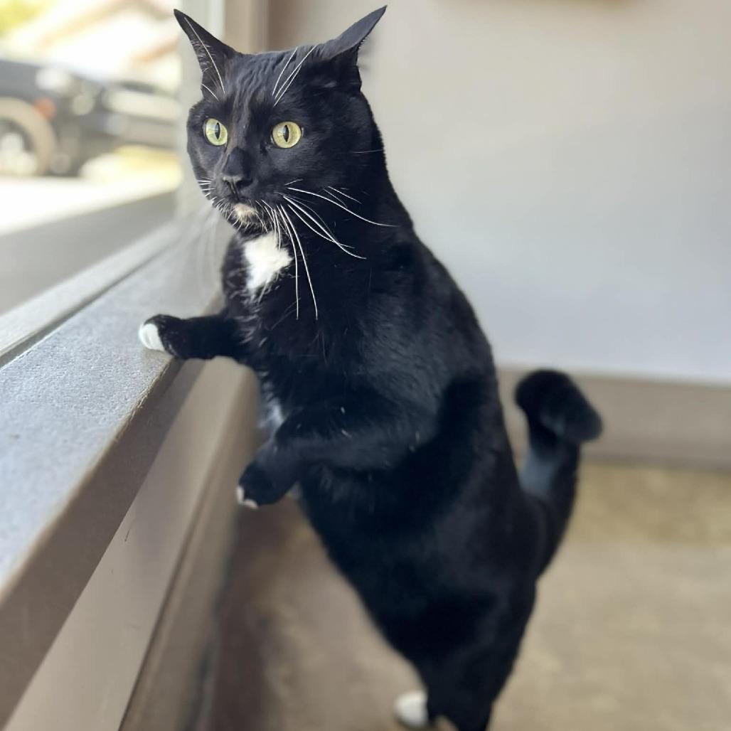Rocky Road, Adoptable, Adult Male Domestic Medium Hair.