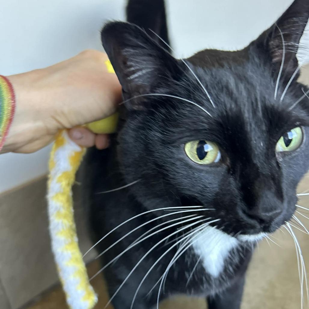 Enlarge Rocky Road, a Adoptable Domestic Medium Hair in Green Bay, WI image 2/6