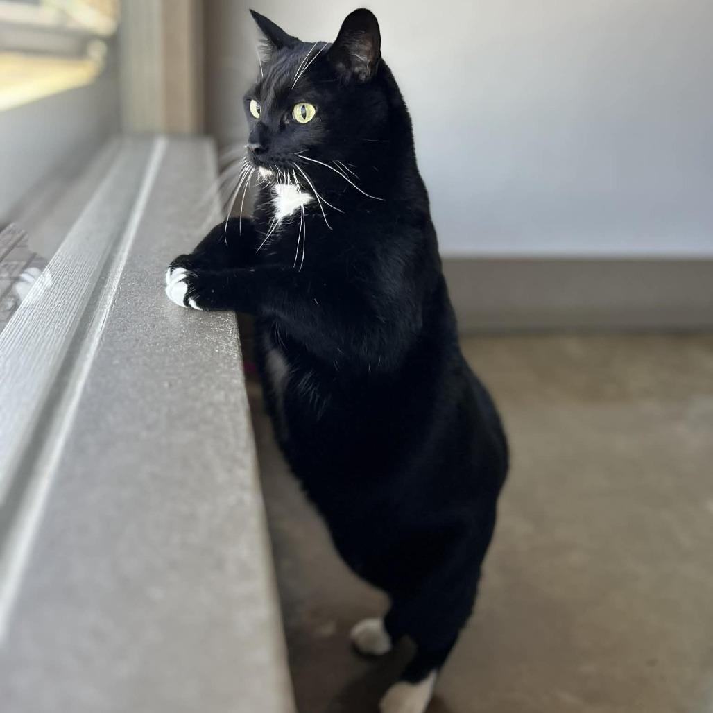 Enlarge Rocky Road, a Adoptable Domestic Medium Hair in Green Bay, WI image 3/6