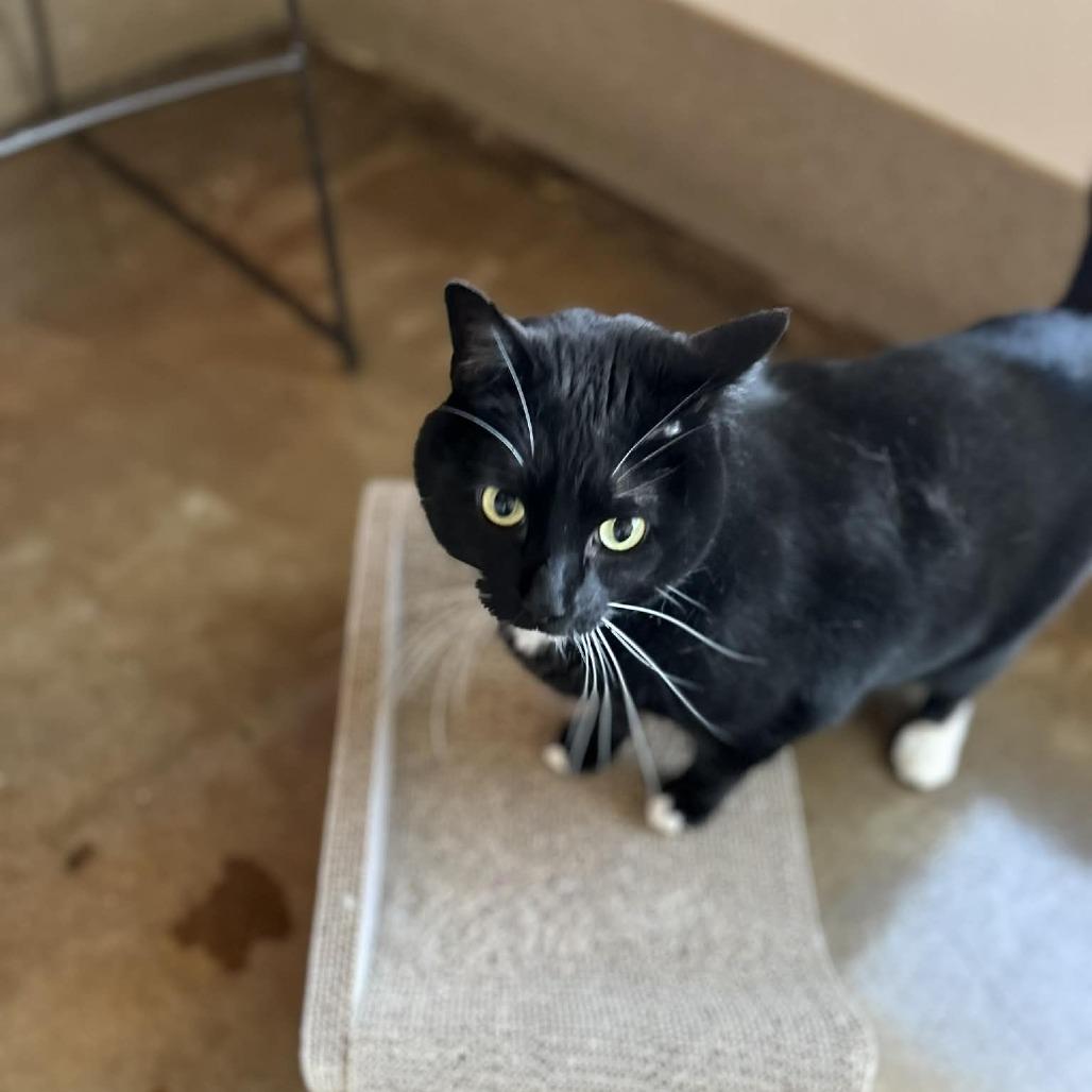 Enlarge Rocky Road, a Adoptable Domestic Medium Hair in Green Bay, WI image 4/6