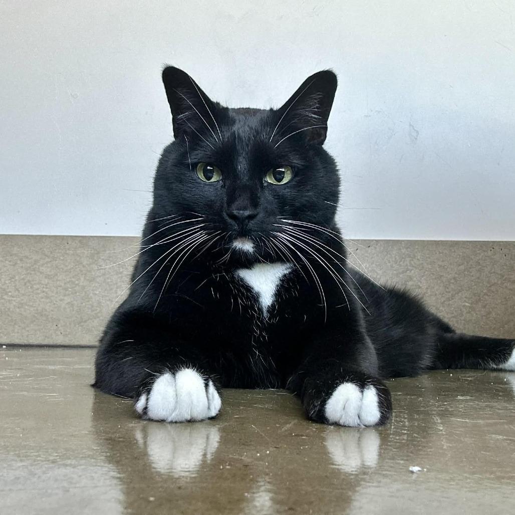 Enlarge Rocky Road, a Adoptable Domestic Medium Hair in Green Bay, WI image 5/6