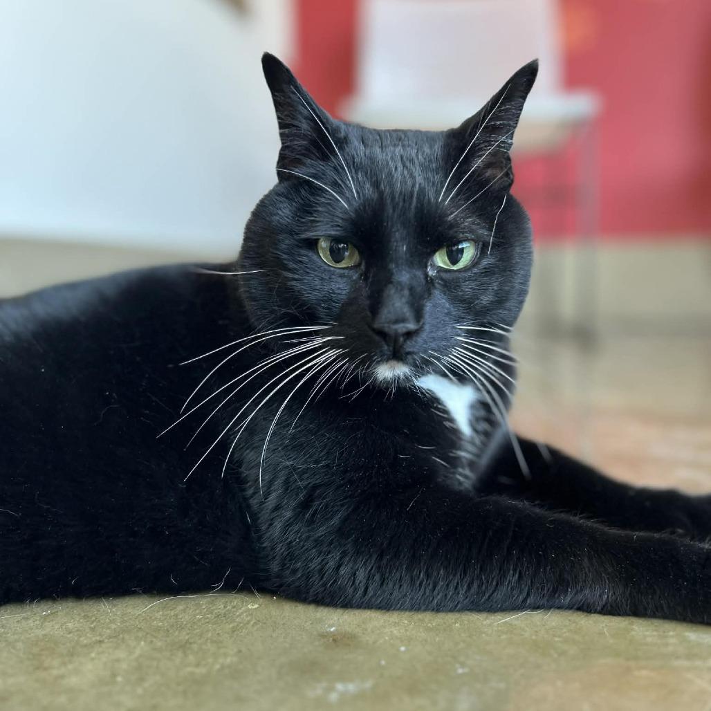 Enlarge Rocky Road, a Adoptable Domestic Medium Hair in Green Bay, WI image 6/6