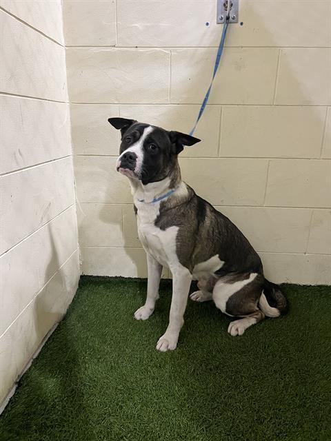 A1254148, Adoptable, Adult Male American Bulldog & Mixed Breed.