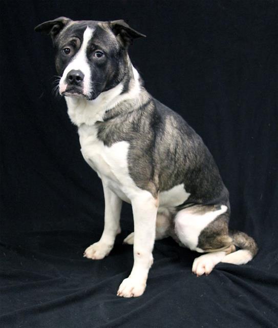 NEMO, Adoptable, Adult Male American Bulldog & Mixed Breed.