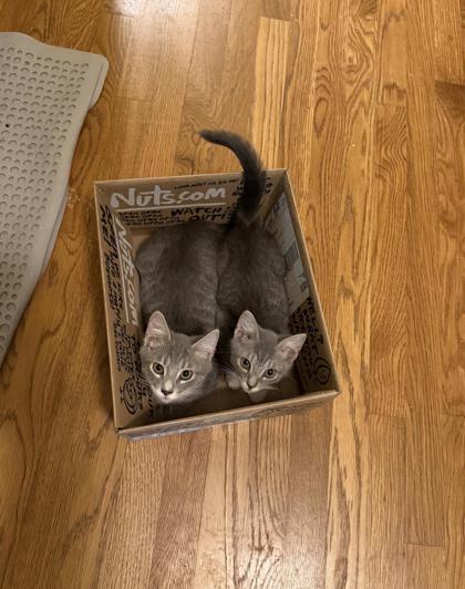 Petunia, Adoptable, Kitten Female Domestic Short Hair & Domestic Short Hair.
