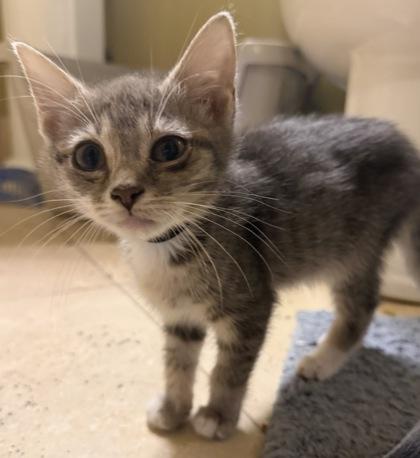 Petunia, a Adoptable mixed breed in Lawrenceville, GA image 2/2