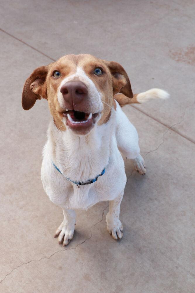 Enlarge Whitman, a Adoptable mixed breed in Page, AZ image 1/5