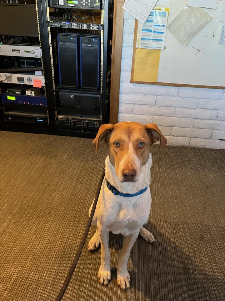 Enlarge Whitman, a Adoptable mixed breed in Page, AZ image 2/5