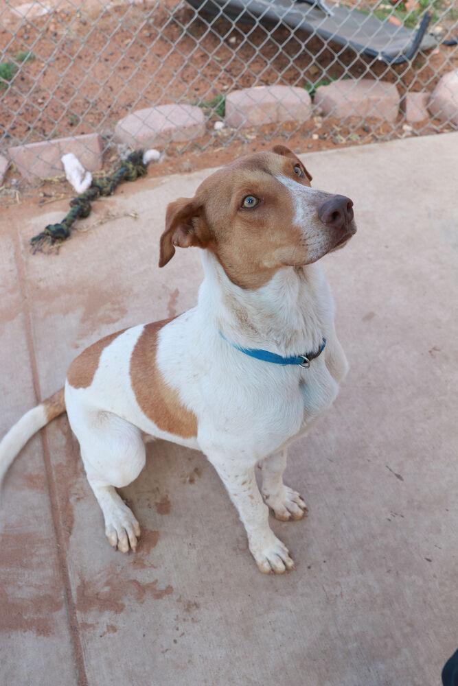 Enlarge Whitman, a Adoptable mixed breed in Page, AZ image 4/5