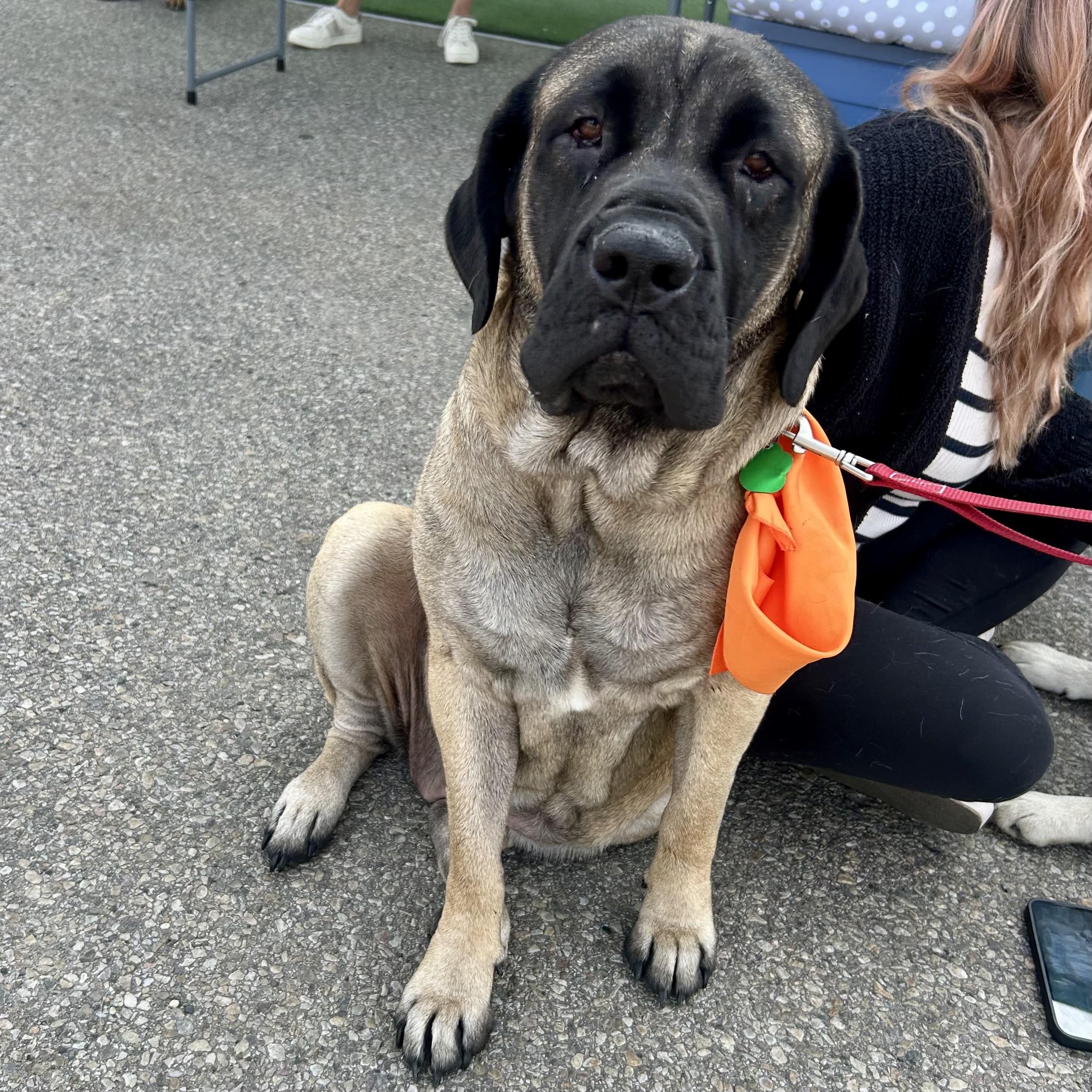 Raya, an adoptable Mastiff in Edmonton, AB, T5Y 3N6 | Photo Image 1
