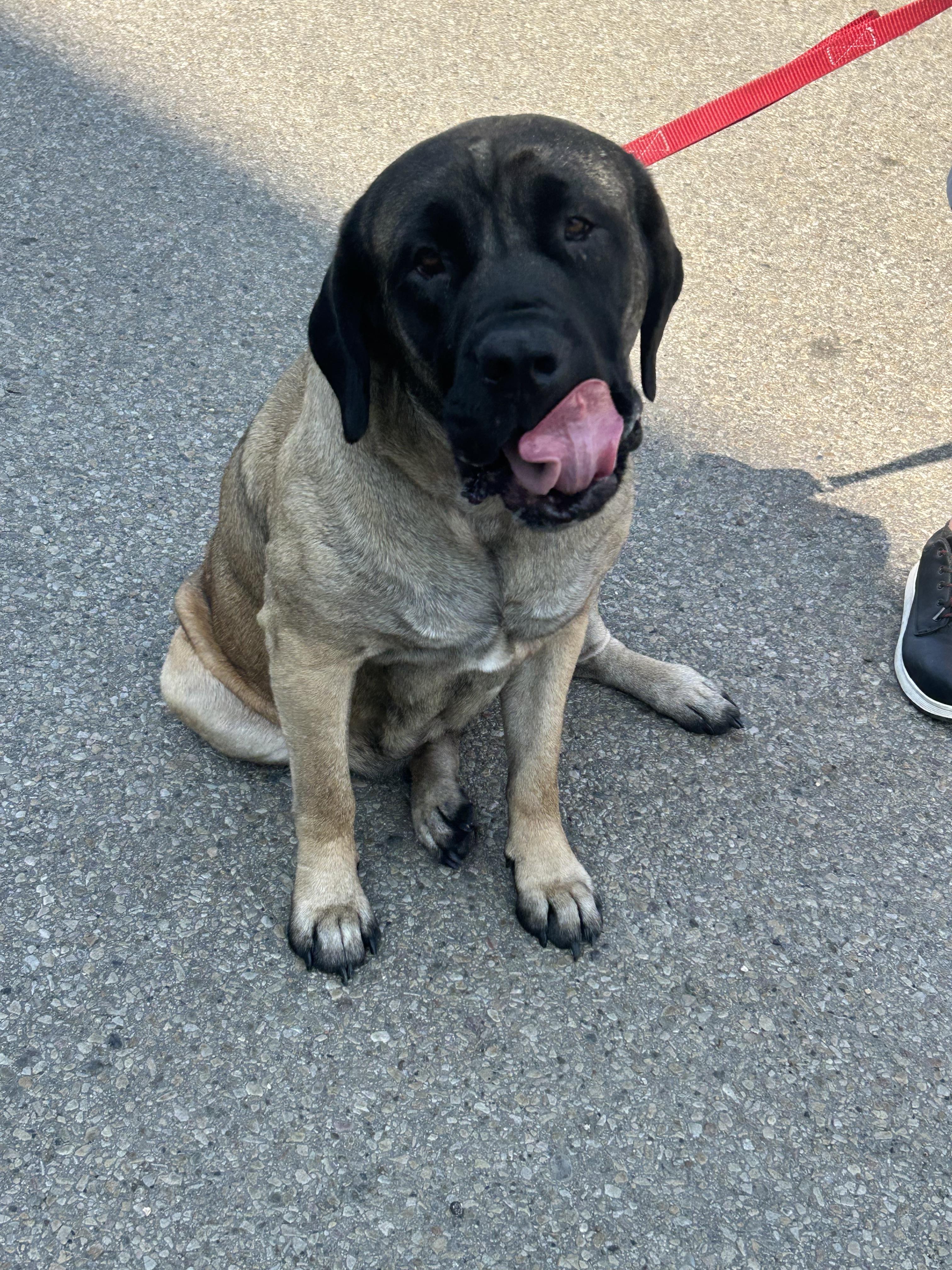 Raya, an adoptable Mastiff in Edmonton, AB, T5Y 3N6 | Photo Image 4