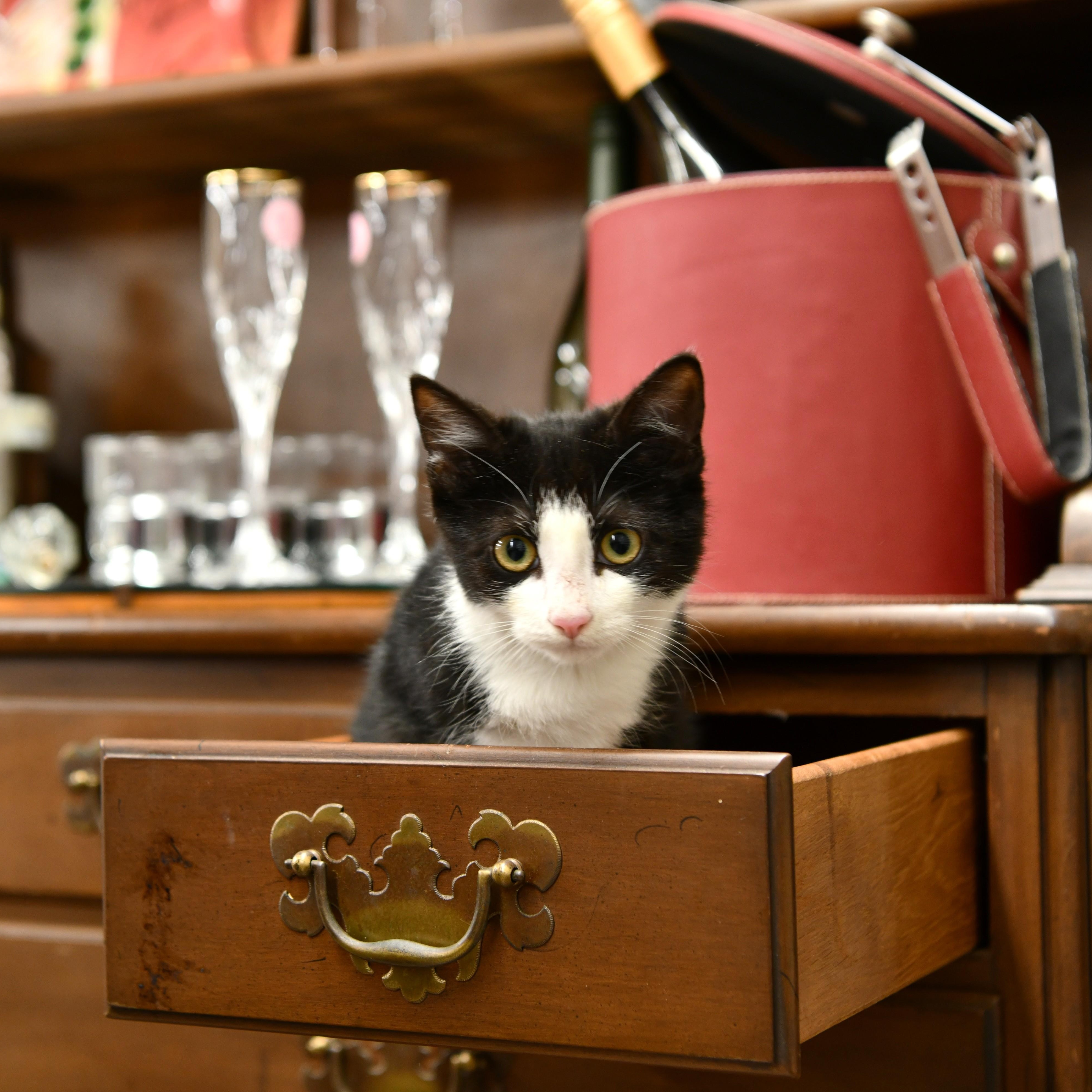 Bobo, ADOPTABLE, Young Male Domestic Short Hair.