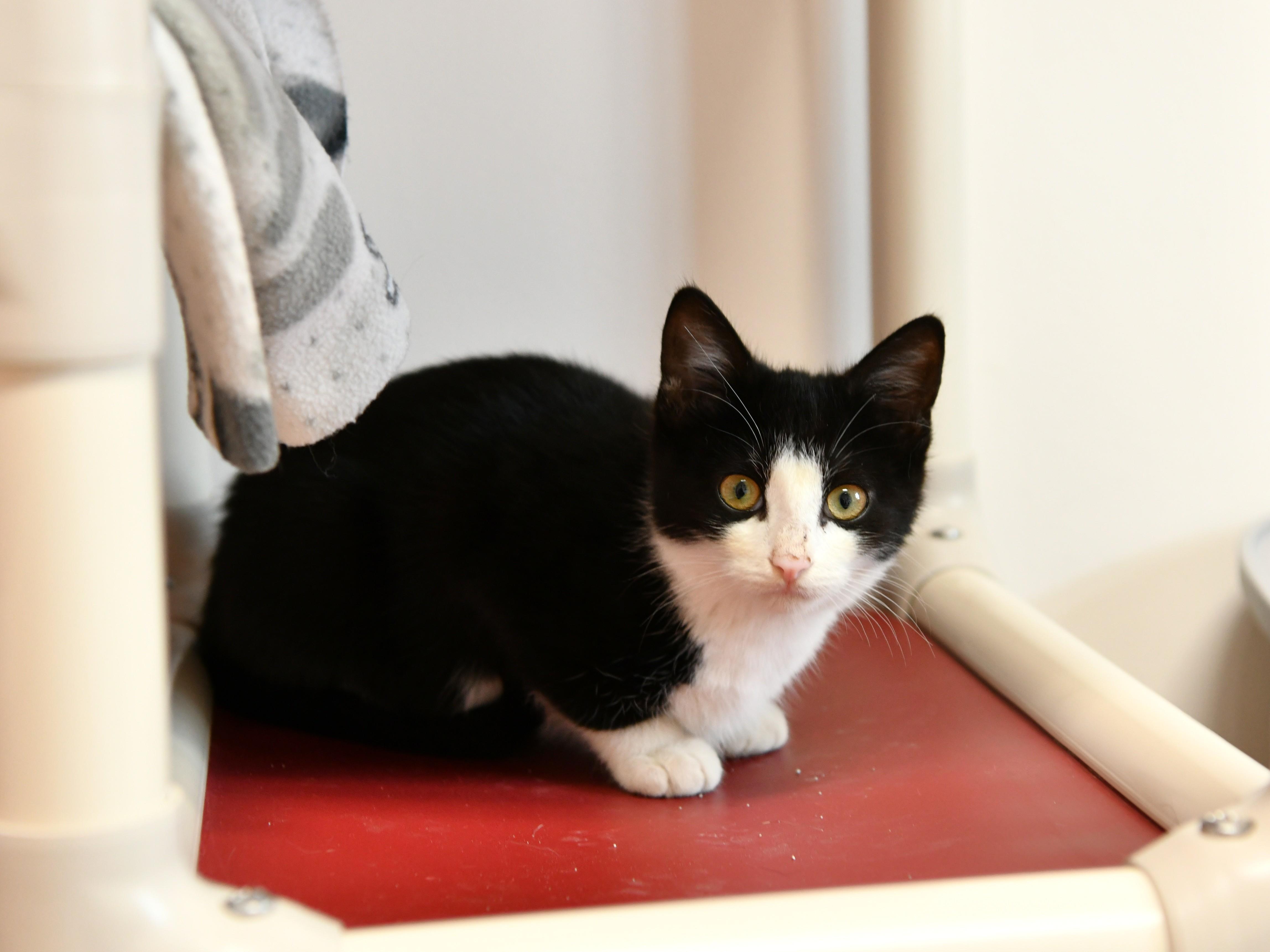 Enlarge Bobo, a ADOPTABLE Domestic Short Hair in Fairhope, AL image 1/1