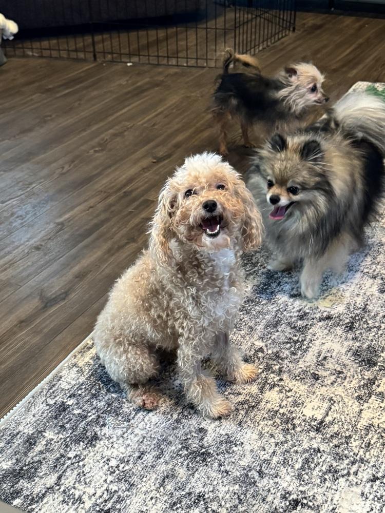 Maltipoo - Laikyn, a Adoptable mixed breed in Omaha, NE image 1/3