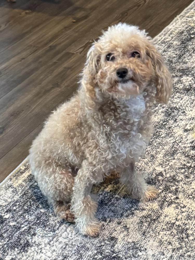 Maltipoo - Laikyn, a Adoptable mixed breed in Omaha, NE image 3/3