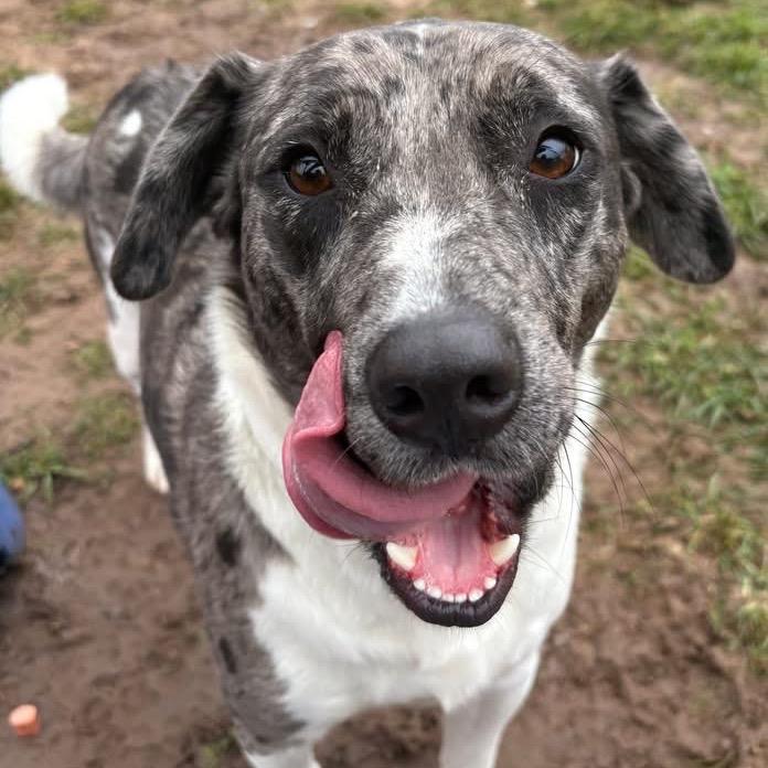 Enlarge Oliver, a Adoptable mixed breed in Sand Springs, OK image 1/6