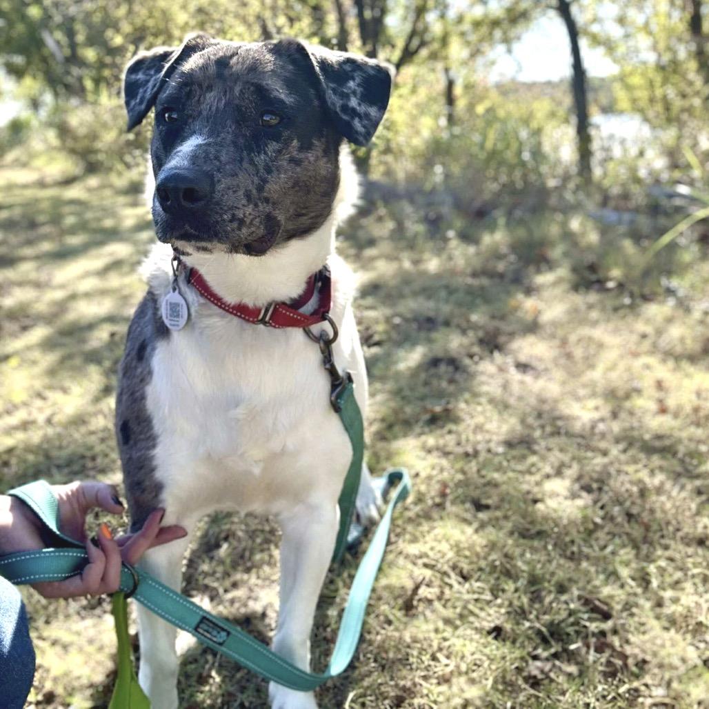 Enlarge Oliver, a Adoptable mixed breed in Sand Springs, OK image 2/6