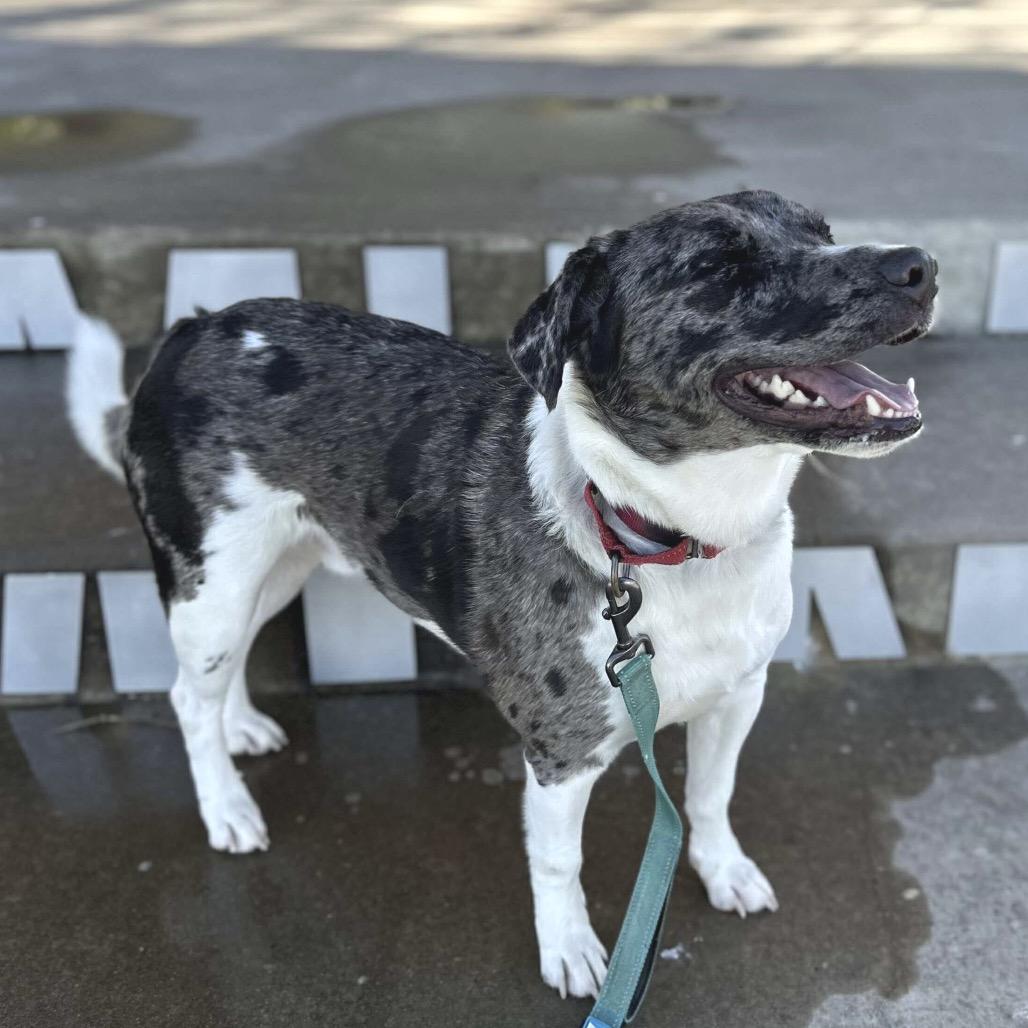 Enlarge Oliver, a Adoptable mixed breed in Sand Springs, OK image 5/6