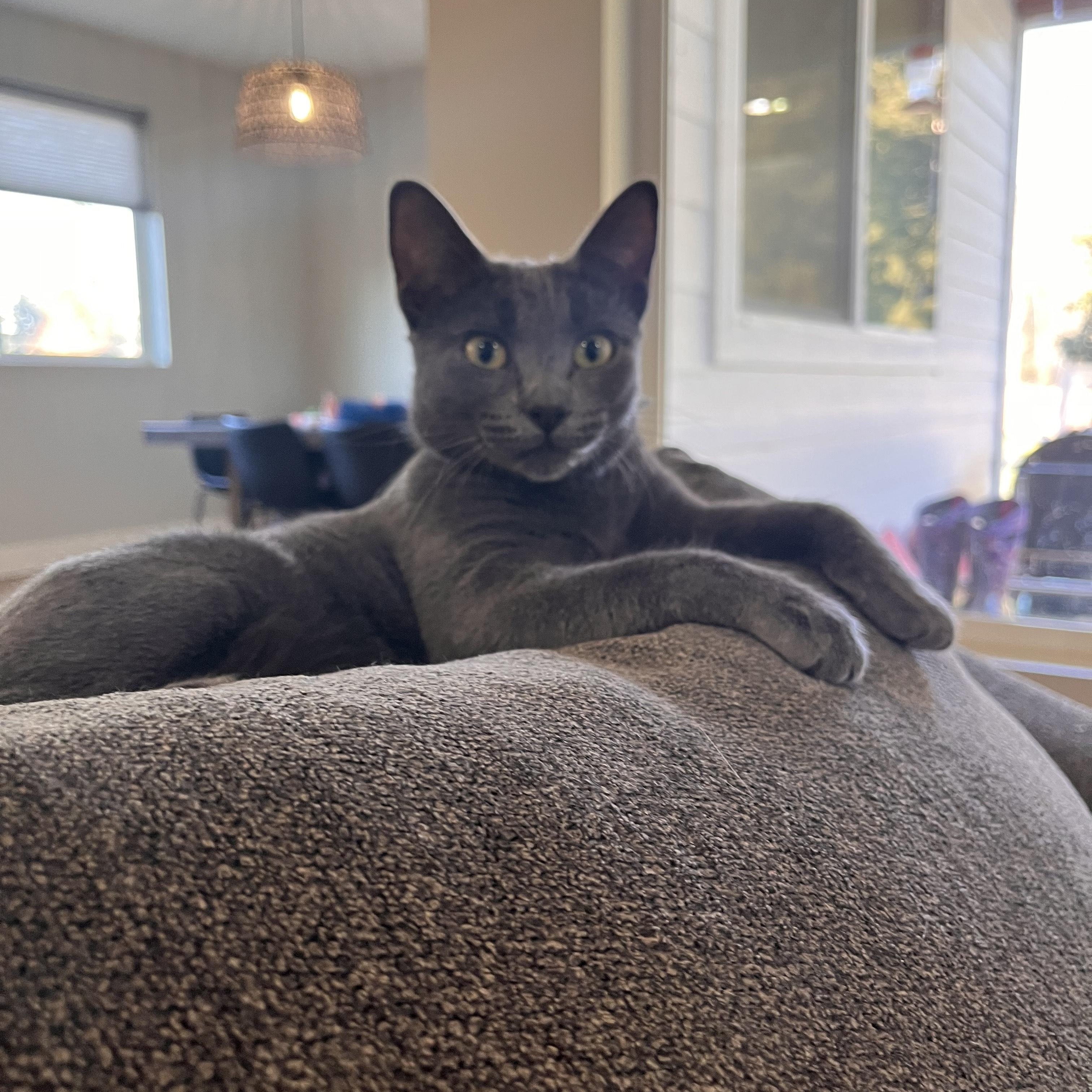 DOVE (COURTESY POST), adoptable, Adult Female Domestic Short Hair.
