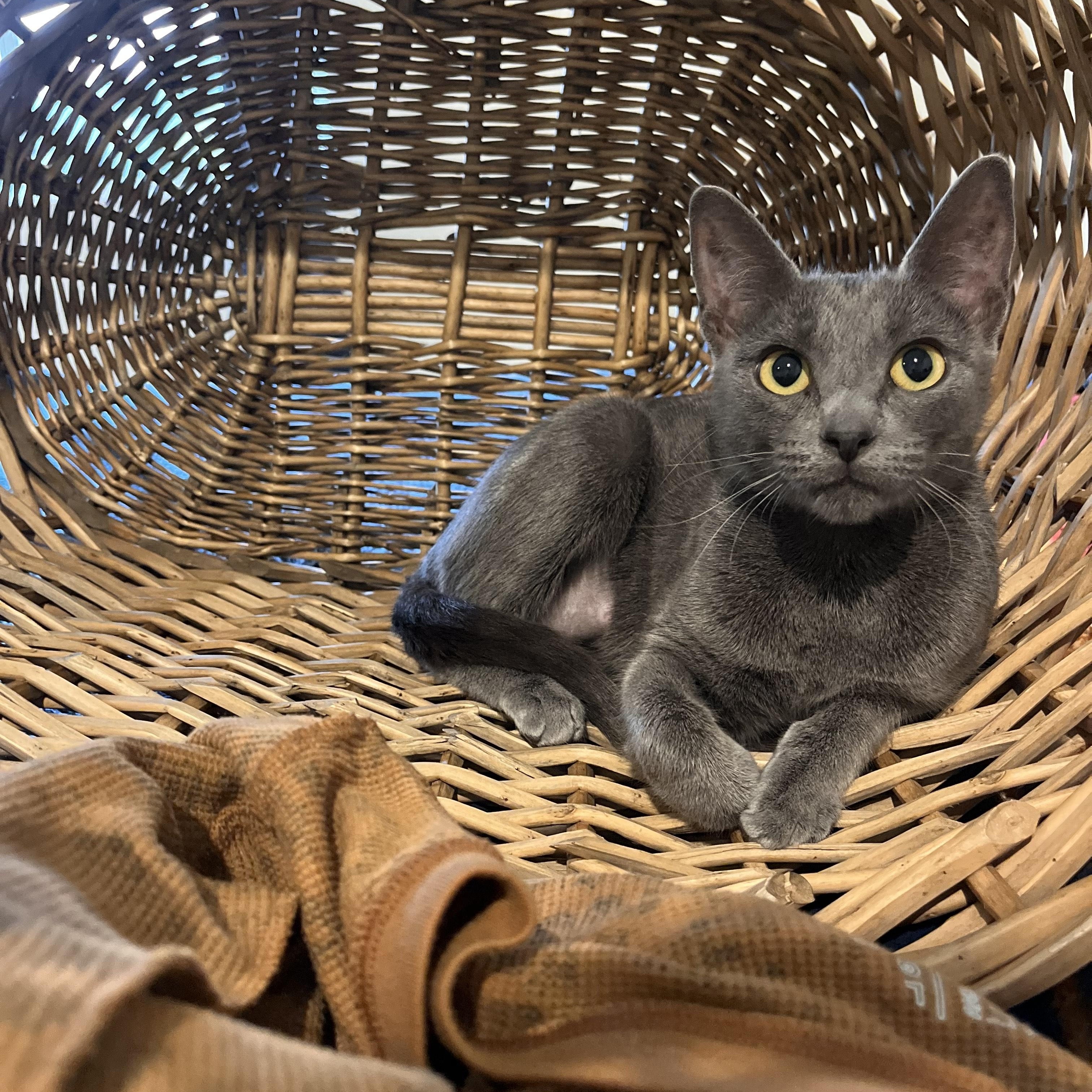 DOVE (COURTESY POST), an adoptable Domestic Short Hair in Puyallup, WA image 2/3