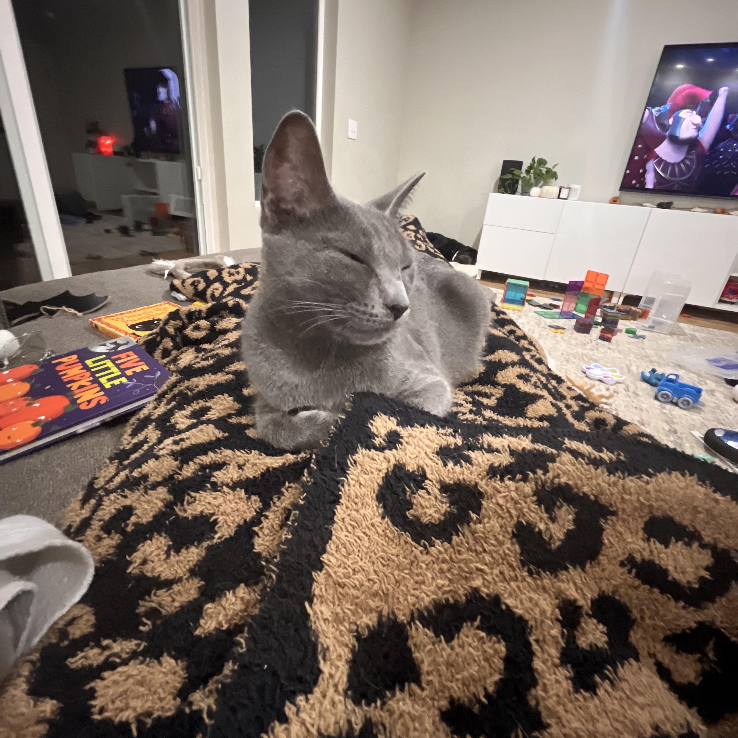 DOVE (COURTESY POST), an adoptable Domestic Short Hair in Puyallup, WA image 3/3