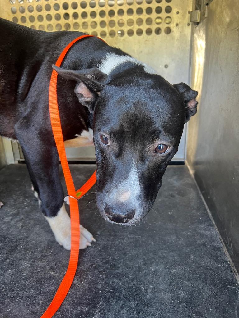 Enlarge Midway female, a Adoptable mixed breed in Rome, GA image 1/1