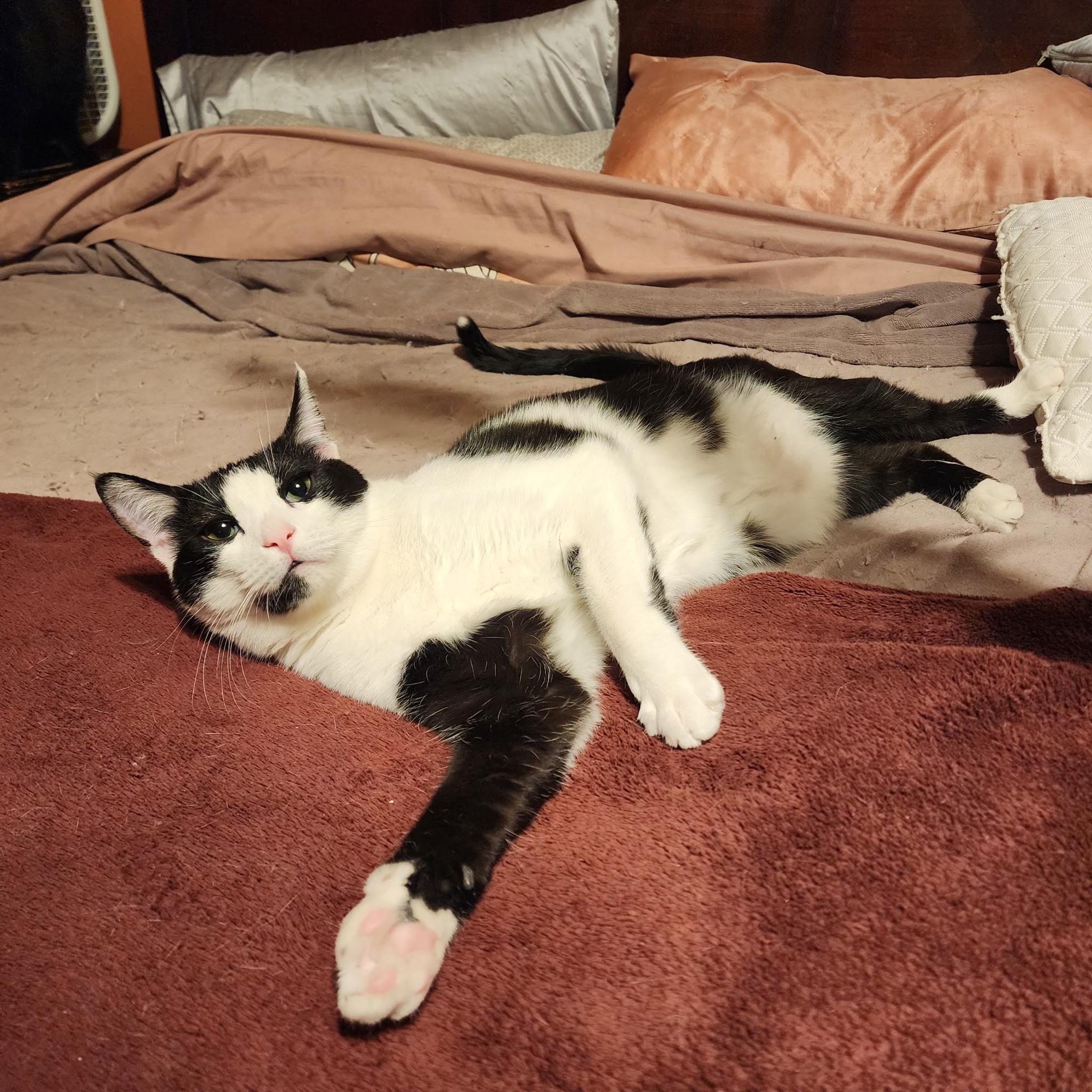 Enlarge Spock, an adoptable Domestic Short Hair in Greenwood, IN image 3/4