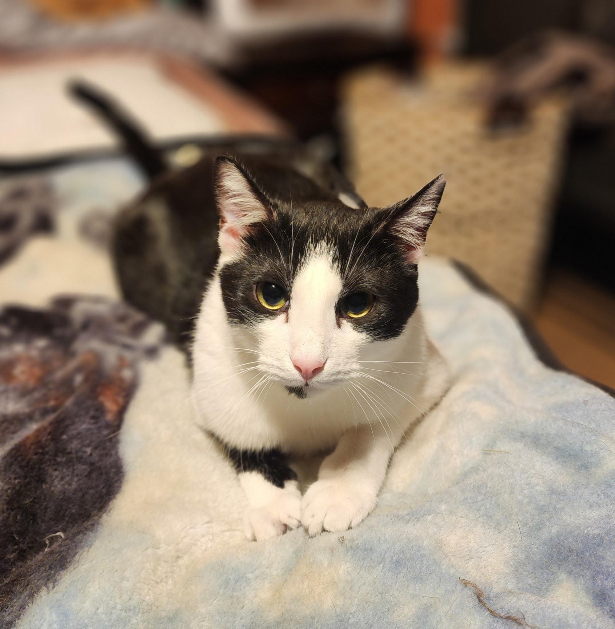 Spock, adoptable, Young Male Domestic Short Hair.