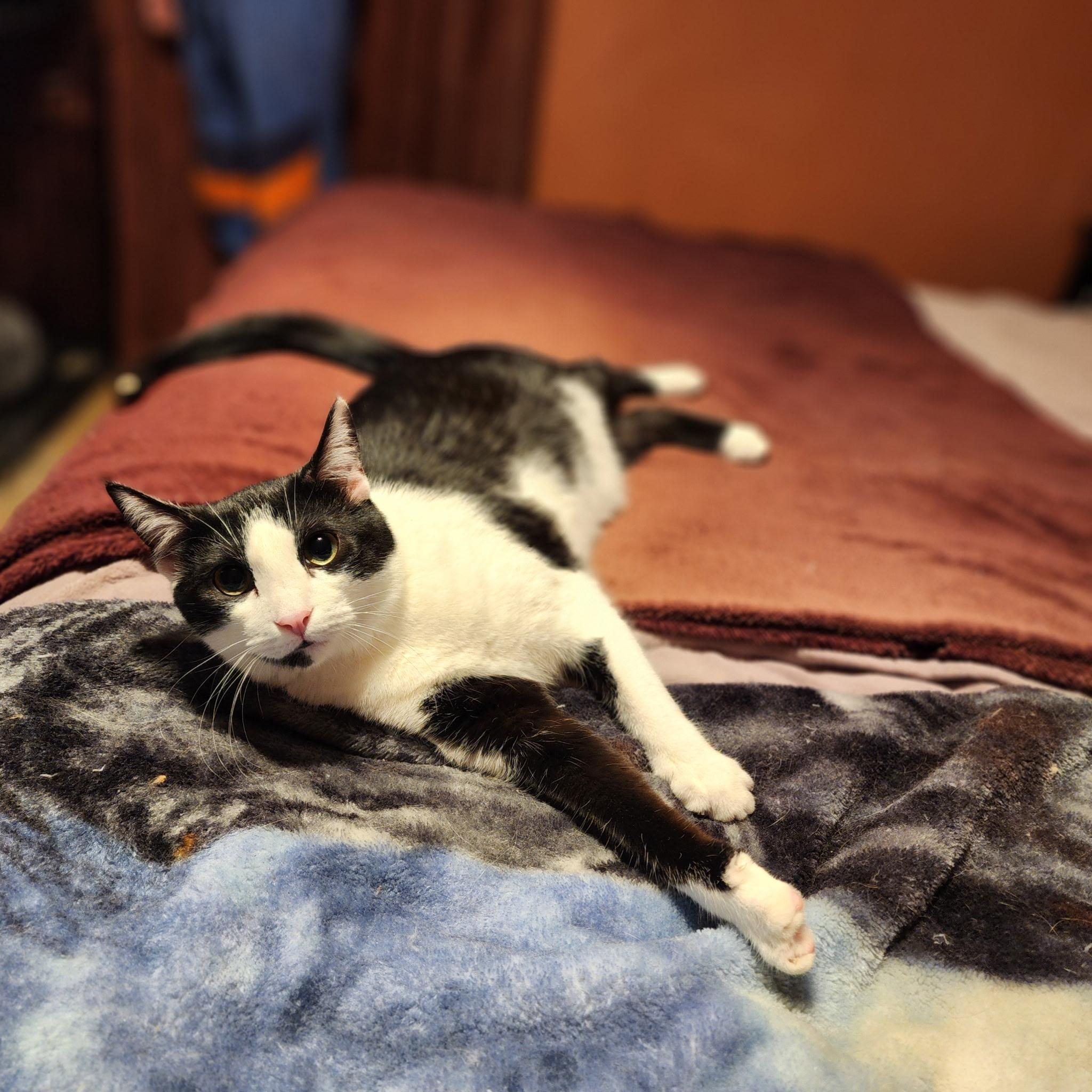 Enlarge Spock, an adoptable Domestic Short Hair in Greenwood, IN image 4/4