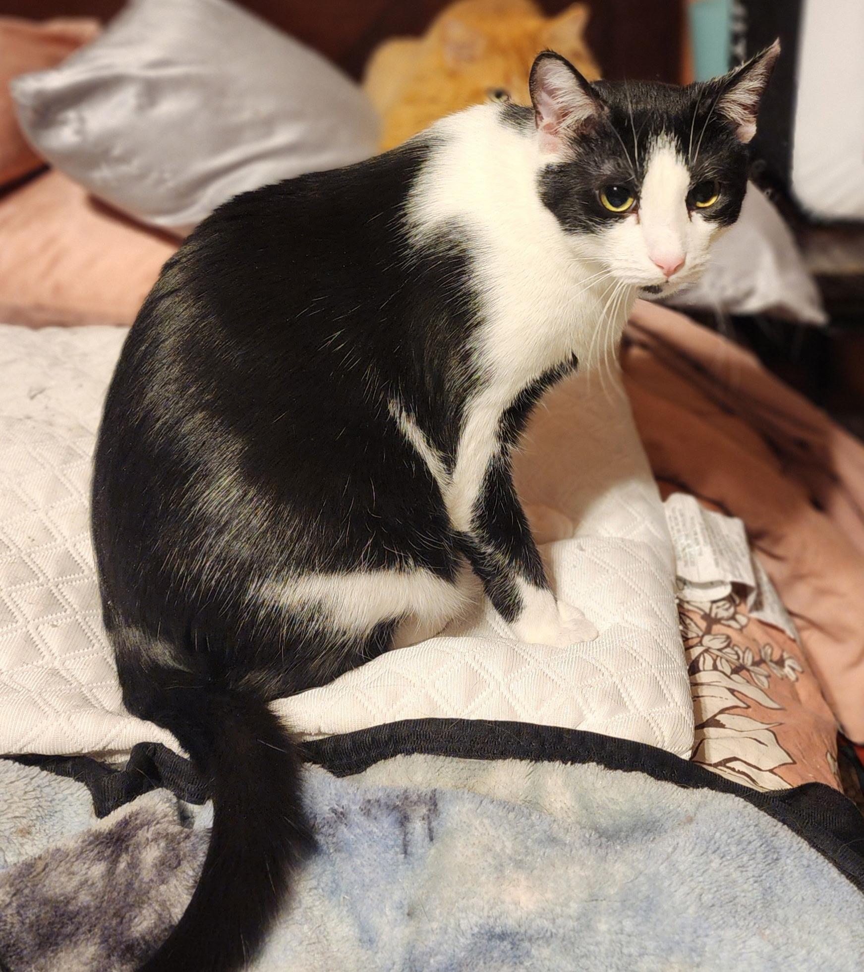 Enlarge Spock, an adoptable Domestic Short Hair in Greenwood, IN image 2/4