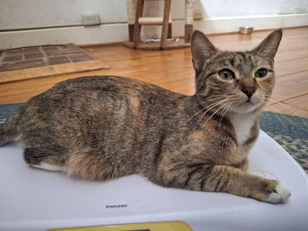 Enlarge Mona, a ADOPTABLE Calico in Monterey, VA image 2/3