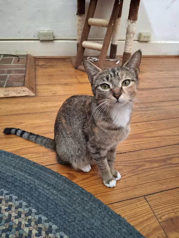 Enlarge Mona, a ADOPTABLE Calico in Monterey, VA image 1/3