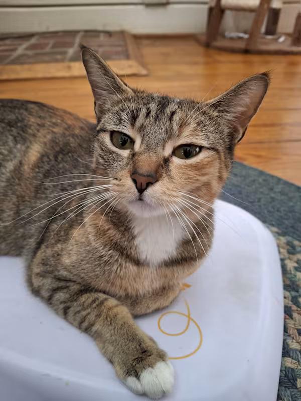 Enlarge Mona, a ADOPTABLE Calico in Monterey, VA image 3/3