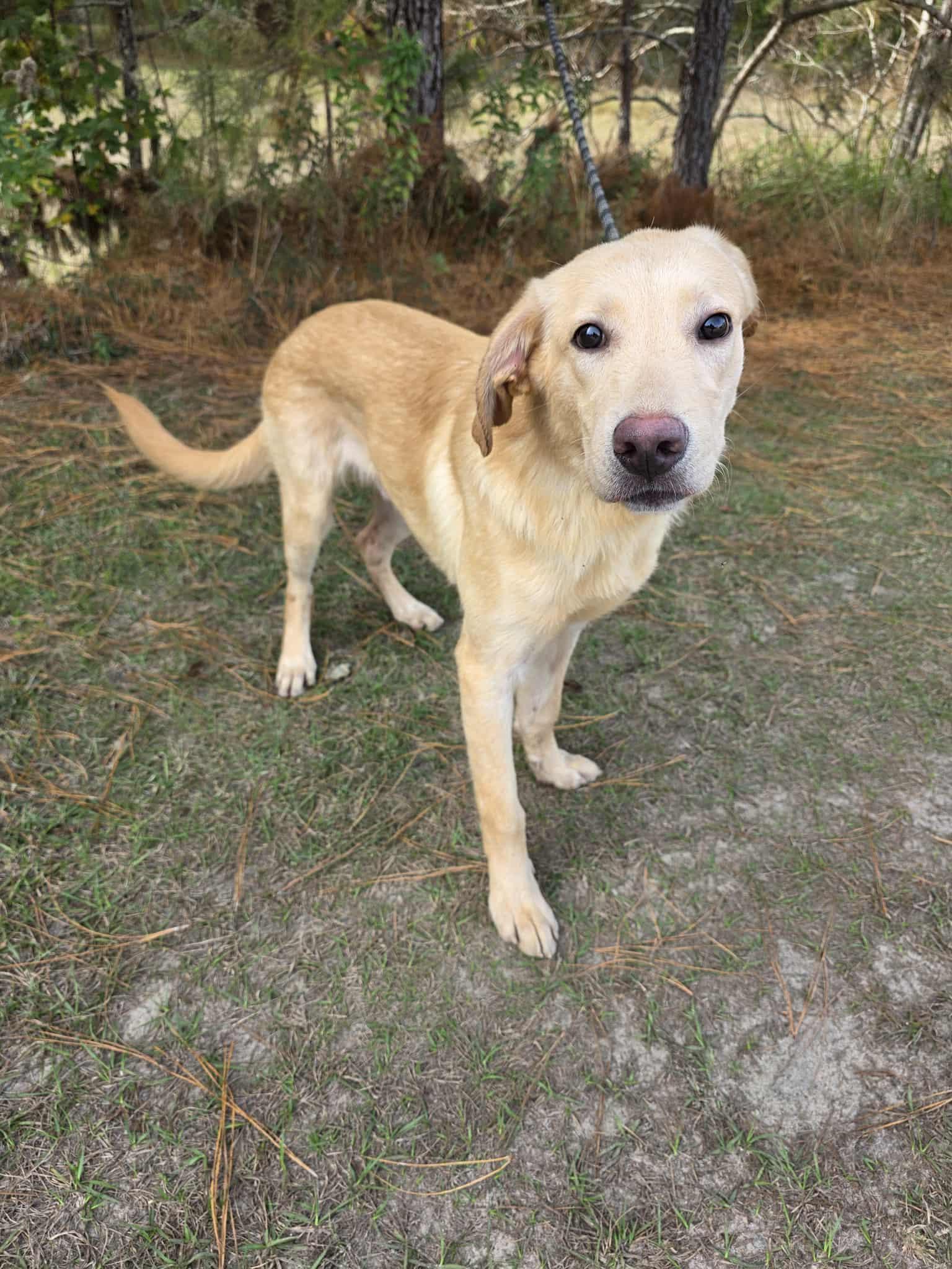 Razz, a Adoptable mixed breed in Albion, MI image 5/6