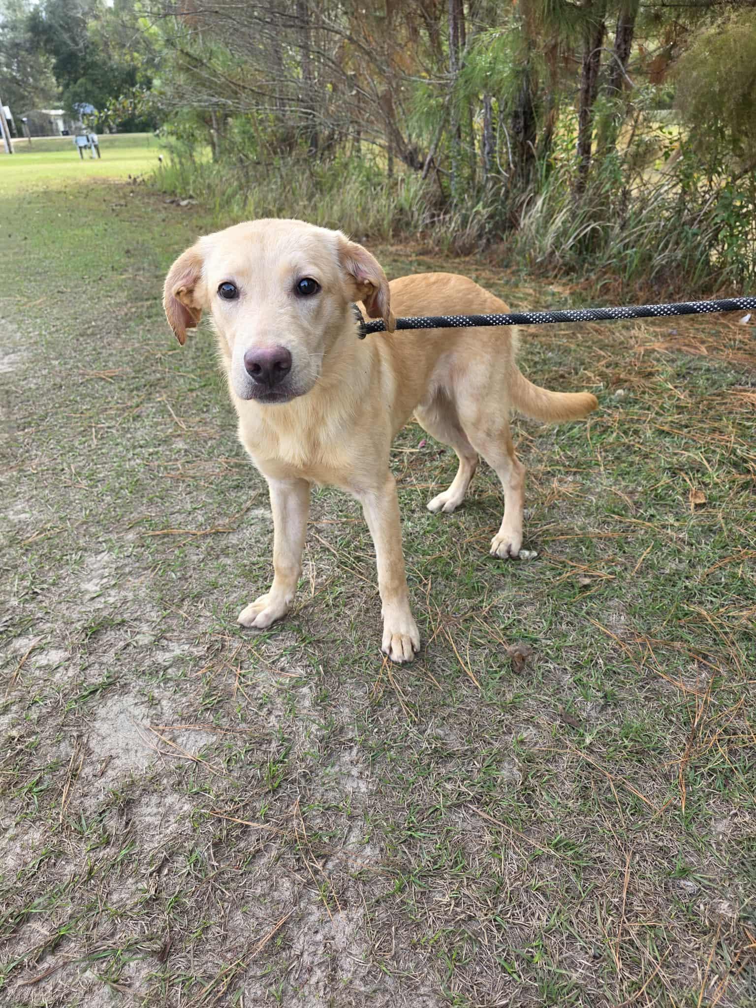 Razz, a Adoptable mixed breed in Albion, MI image 3/6