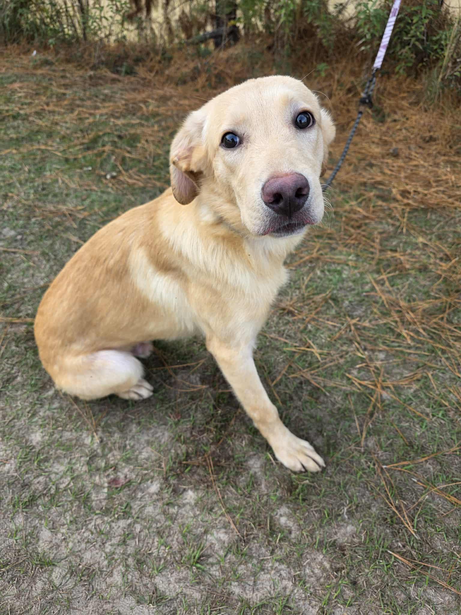 Razz, a Adoptable mixed breed in Albion, MI image 4/6