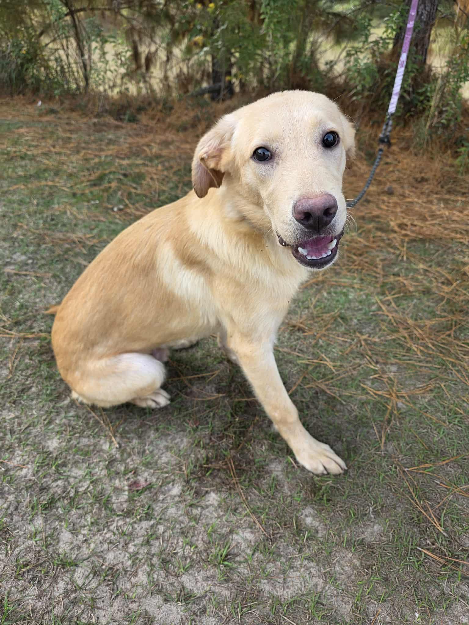 Razz, a Adoptable mixed breed in Albion, MI image 1/6