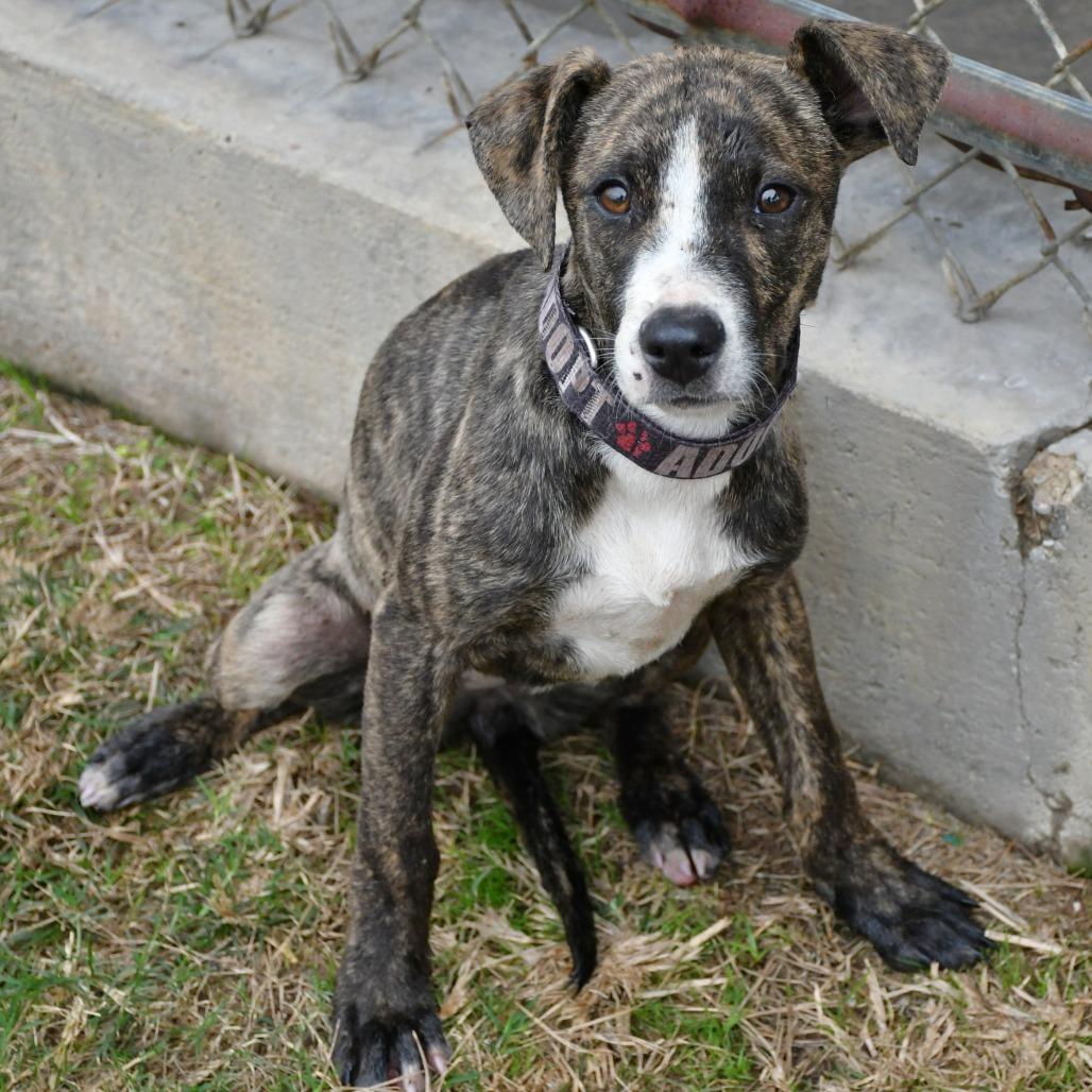 Kingsley, Adoptable, Young Female Mountain Cur.