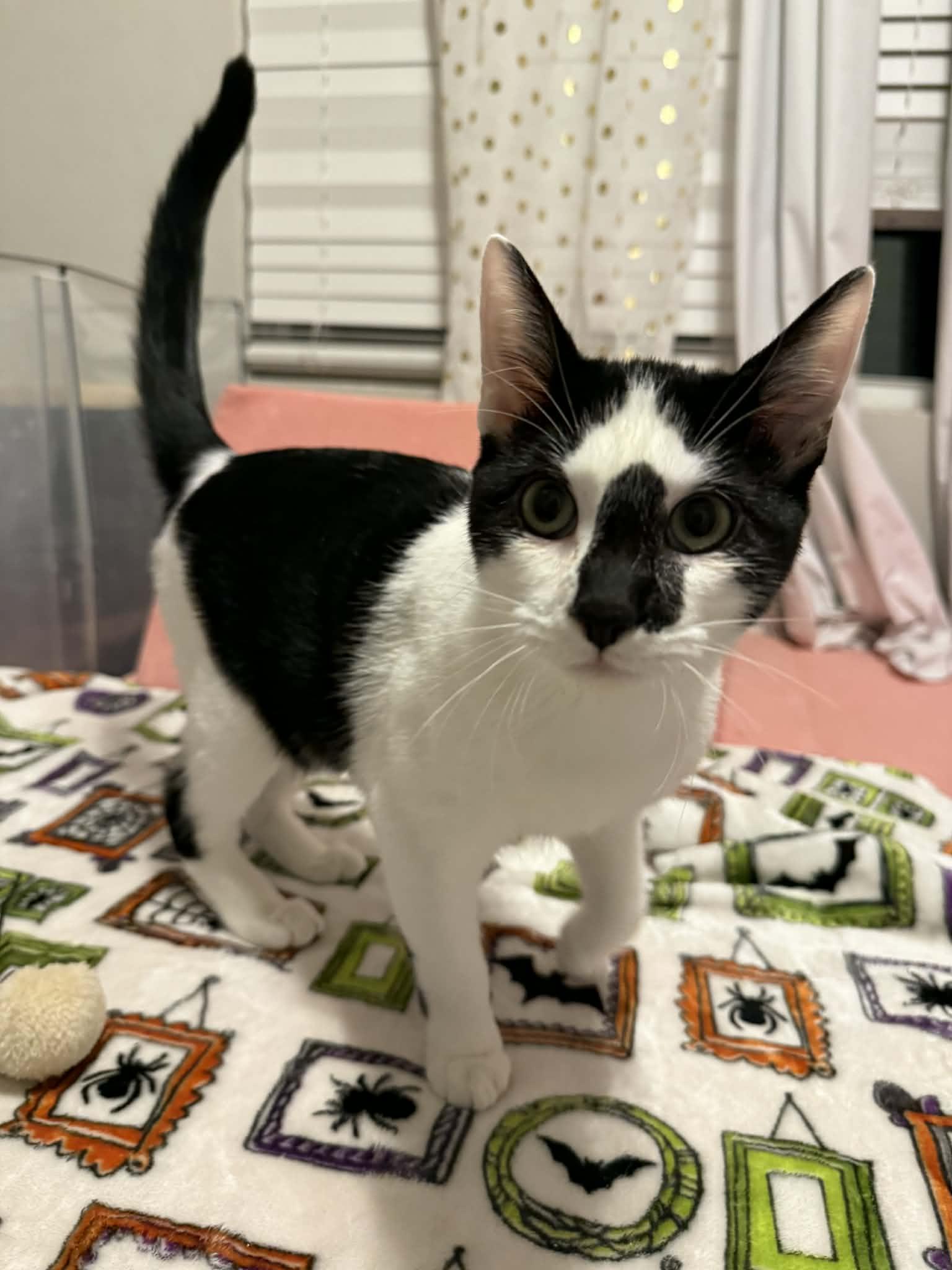 Moxie, ADOPTABLE, Kitten Female Domestic Short Hair.