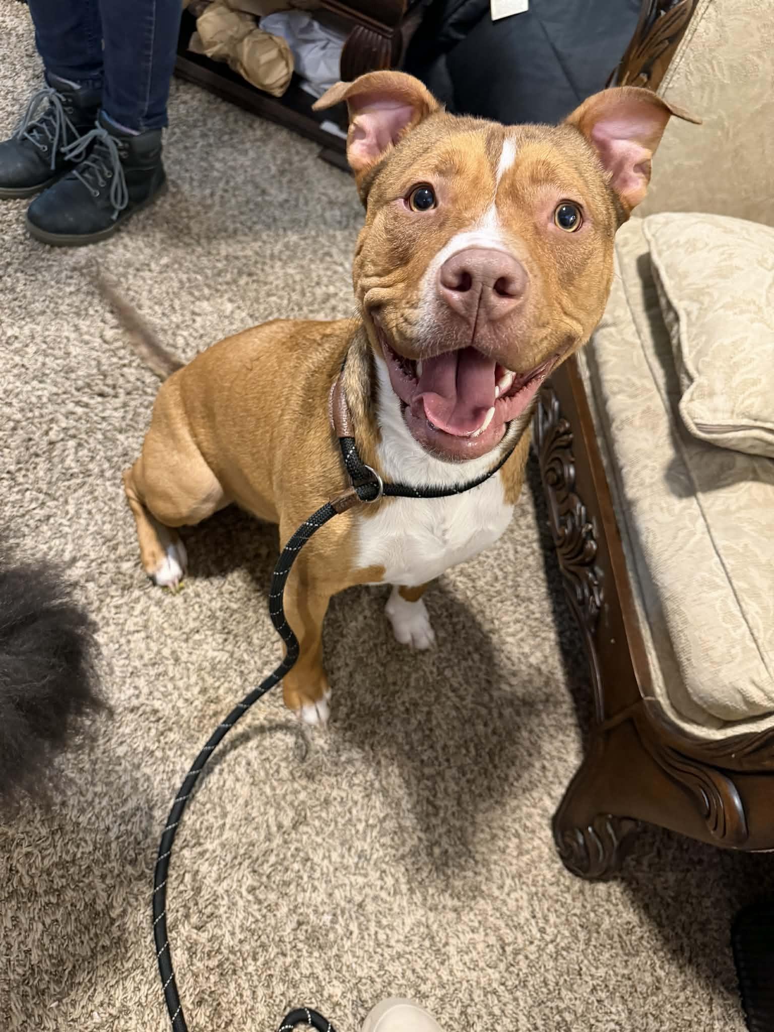 Enlarge Benny, a ADOPTABLE mixed breed in Kansas City, MO image 5/5