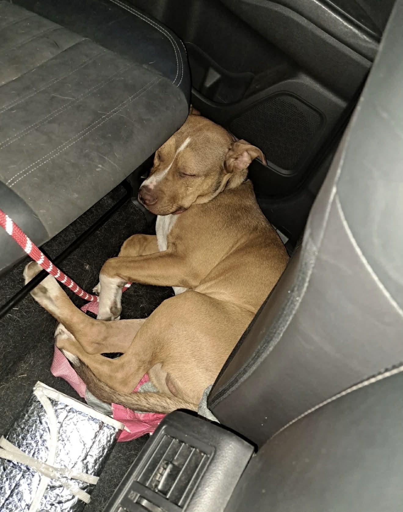 Enlarge Benny, a ADOPTABLE mixed breed in Kansas City, MO image 4/5