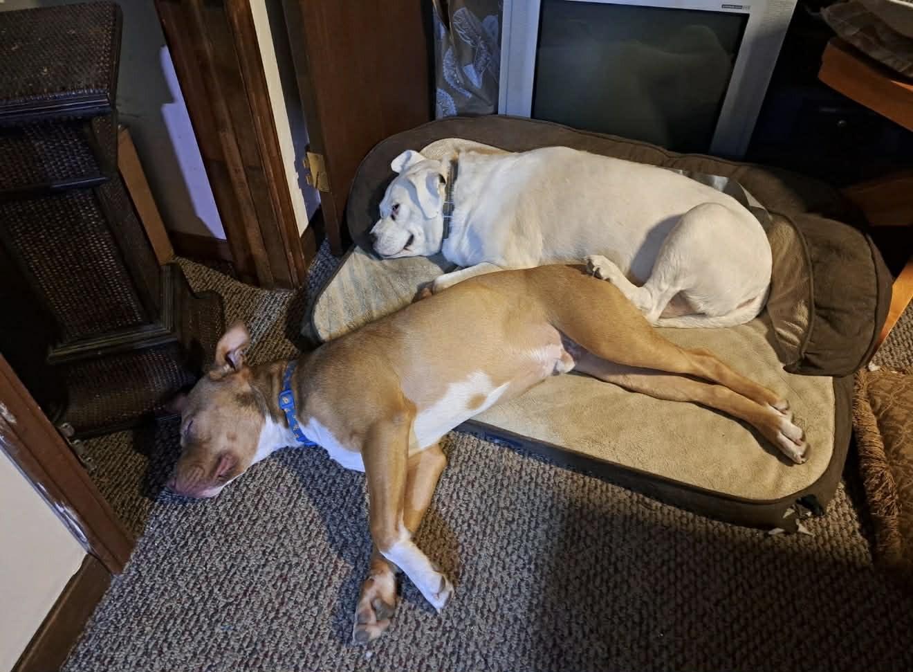 Enlarge Benny, a ADOPTABLE mixed breed in Kansas City, MO image 2/5