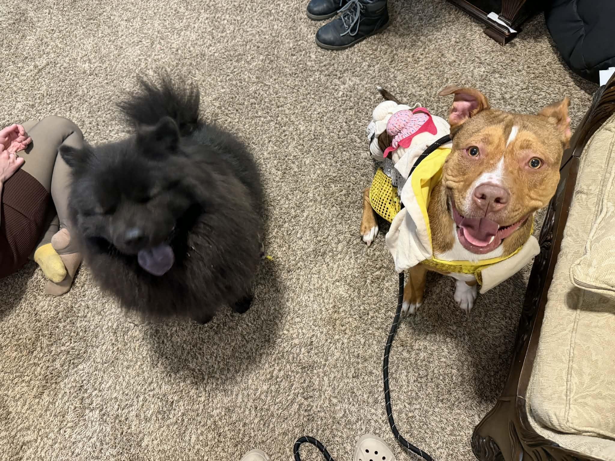 Enlarge Benny, a ADOPTABLE mixed breed in Kansas City, MO image 3/5